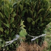 攸县湘林210系列良种嫁接油茶一年生裸根苗杯苗