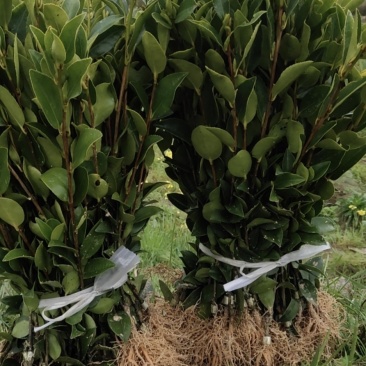攸县湘林210系列良种嫁接油茶一年生裸根苗杯苗