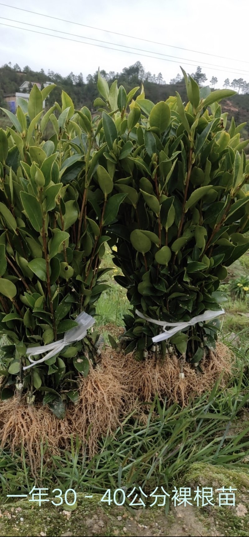 攸县湘林210系列良种嫁接油茶一年生裸根苗杯苗