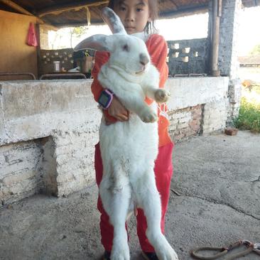 兔子包技术包回收新西兰种兔伊拉兔獭兔种兔肉兔兔苗