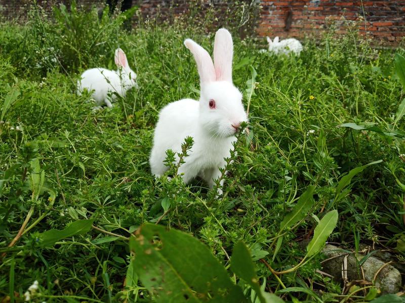 兔子包技术包回收新西兰种兔伊拉兔獭兔种兔肉兔兔苗