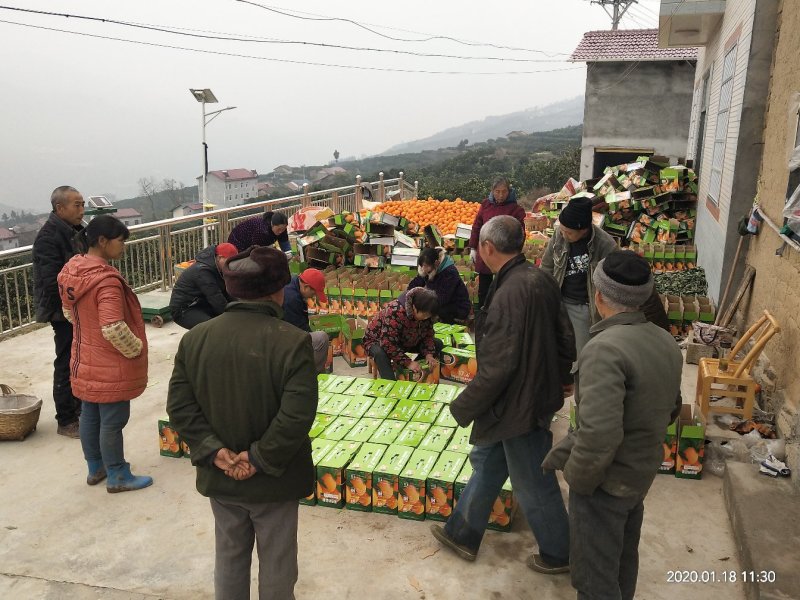 湖北秭归纽荷尔脐橙自家承包山头，看园订货，现场采摘。