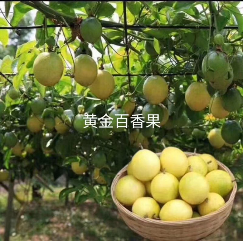 【有优惠】黄金百香果苗芭乐味包邮