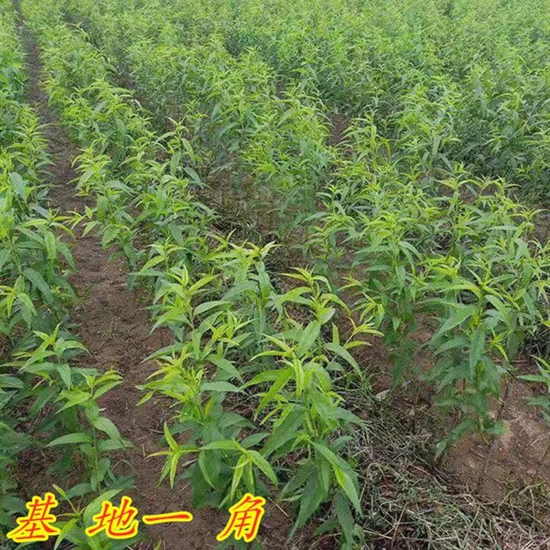 桃树苗五月红水蜜桃苗山东基地直发现挖现发包邮