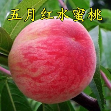 桃树苗五月红水蜜桃苗山东基地直发现挖现发包邮