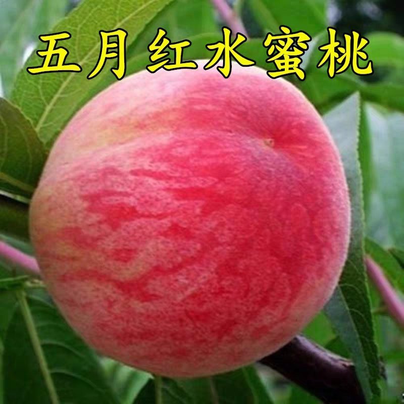 桃树苗五月红水蜜桃苗山东基地直发现挖现发包邮