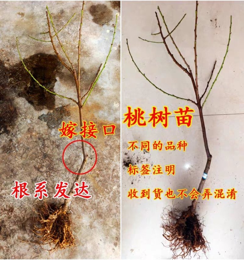 桃树苗五月红水蜜桃苗山东基地直发现挖现发包邮