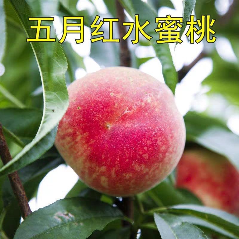 桃树苗五月红水蜜桃苗山东基地直发现挖现发包邮