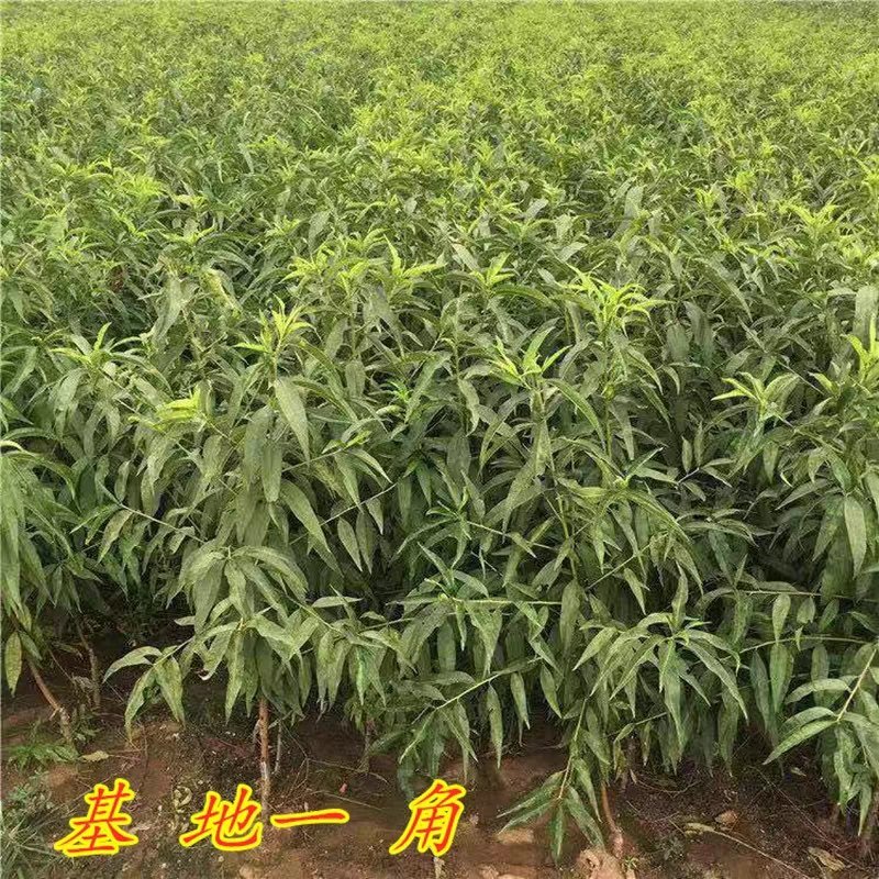桃树苗五月红水蜜桃苗山东基地直发现挖现发包邮