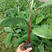 红美人红香蕉苗1~2年一级良种种植半年结果