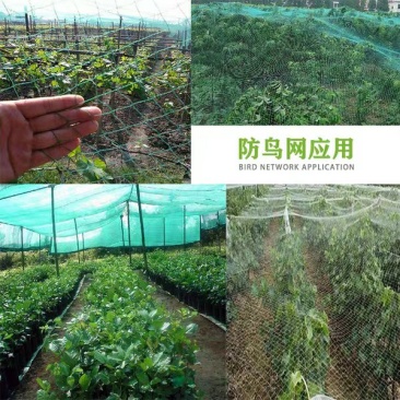 防鸟网果园菜园葡萄园鱼塘天网园艺用品家用阳台耐老化尼龙拦