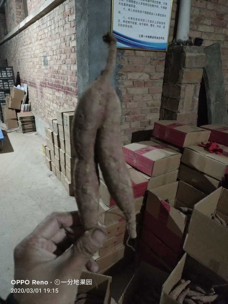陕西板栗红薯甘糯面甜