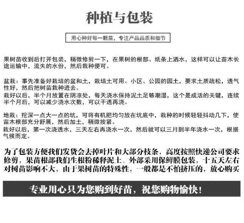 贵妃枇杷苗嫁接苗品种纯正基地直销保证成活