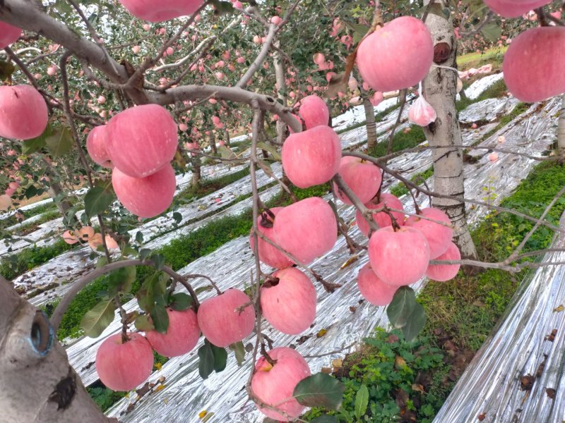 新鲜脆甜红富士(电商，微商，社区团购可供货)