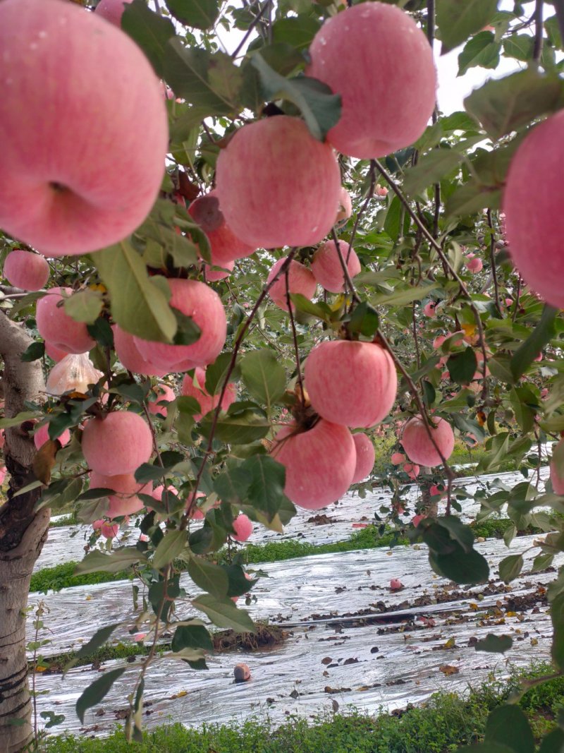 新鲜脆甜红富士(电商，微商，社区团购可供货)