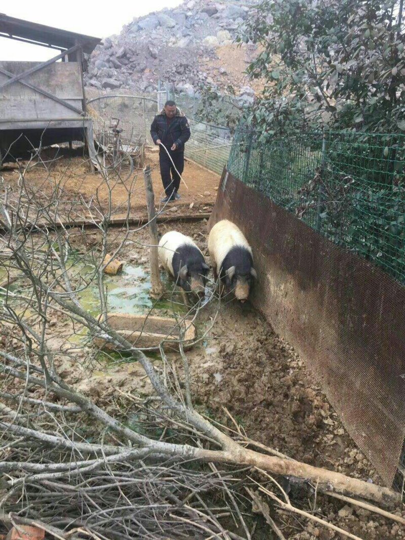 开卖高山黑土猪、金华两头乌品种