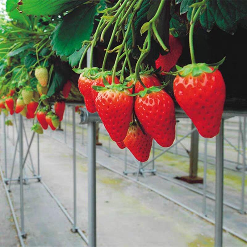 红颜草莓苗，章姬，矮丰，草莓苗。签约保真，死苗补发