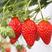 红颜草莓苗，章姬，矮丰，草莓苗。签约保真，死苗补发