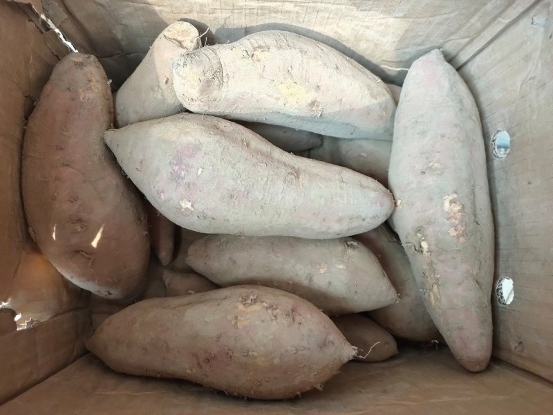 陕西板栗红薯甘糯面甜
