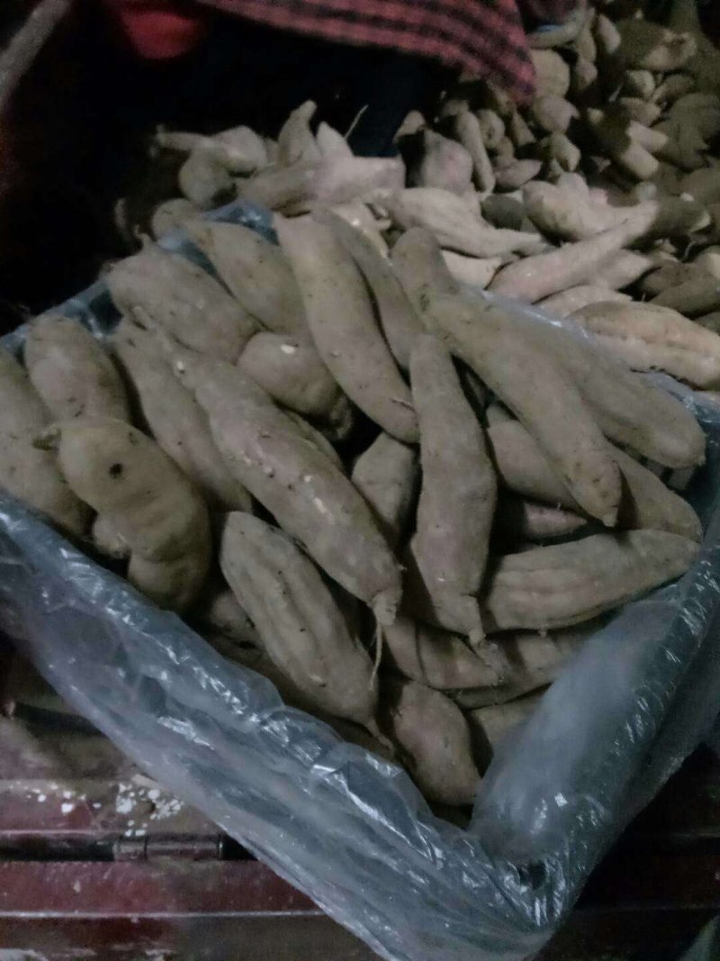 陕西板栗红薯甘糯面甜