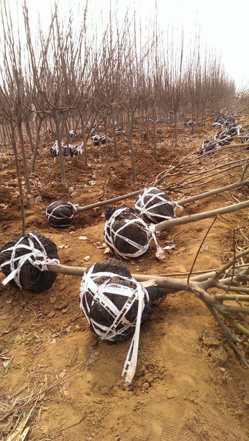 基地出售西府海棠，地径3-10公分西府海棠工程苗