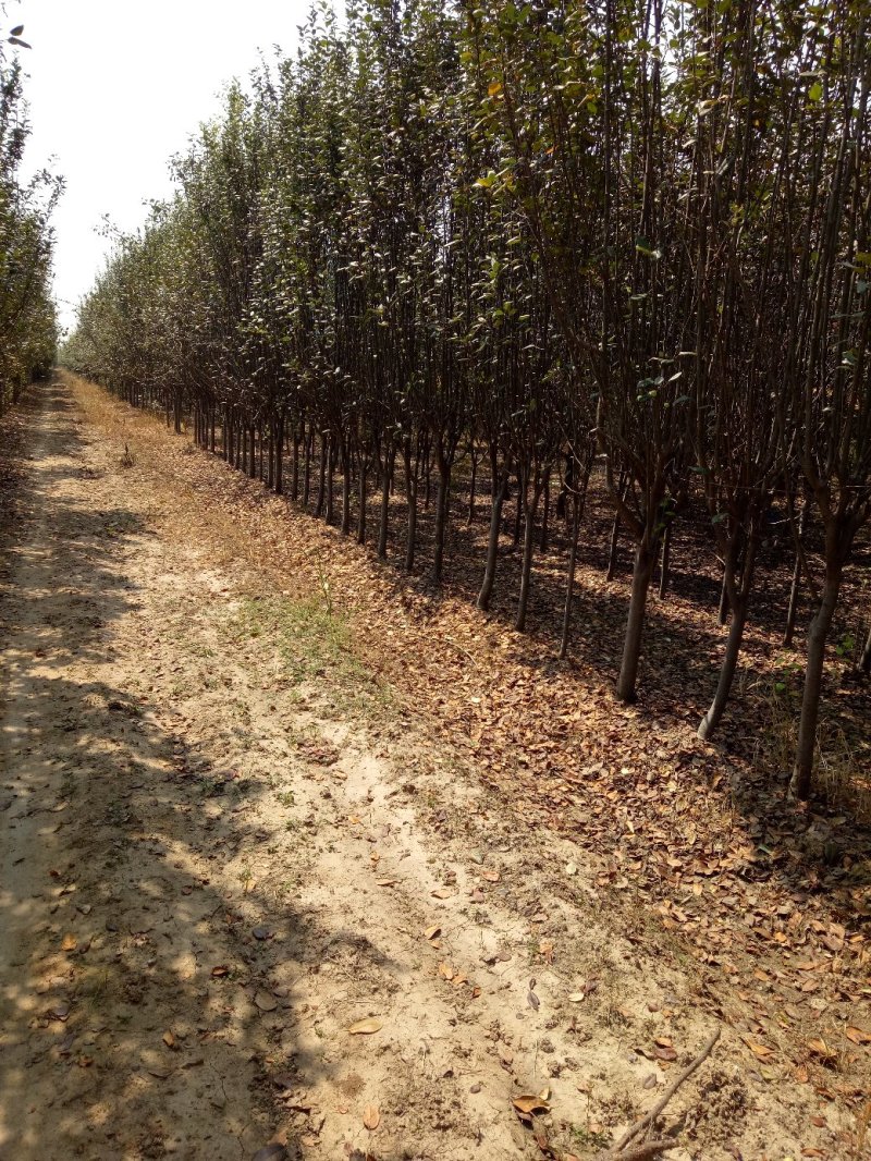 基地出售西府海棠，地径3-10公分西府海棠工程苗