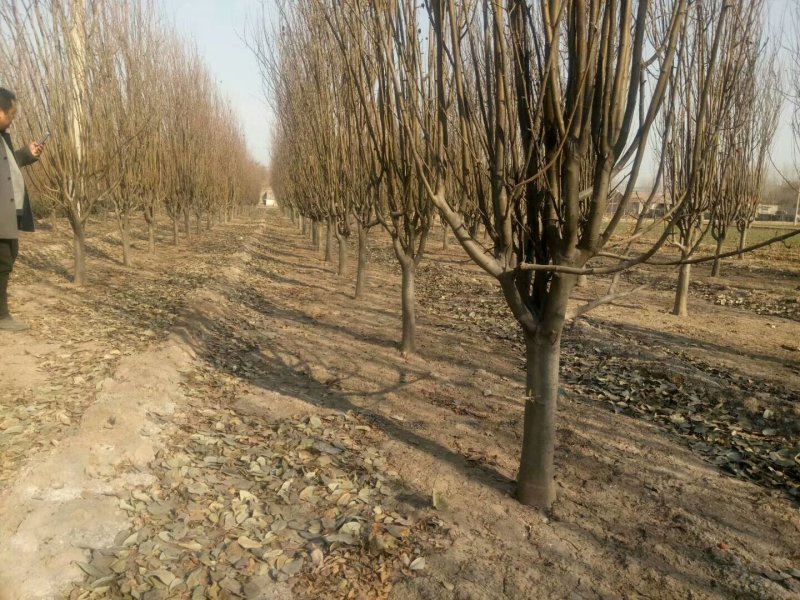 基地出售西府海棠，地径3-10公分西府海棠工程苗
