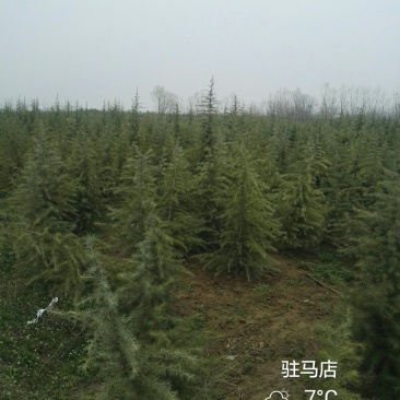 雪松