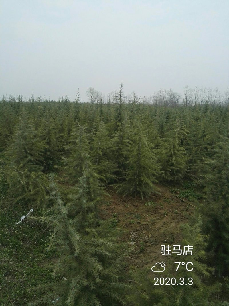 雪松