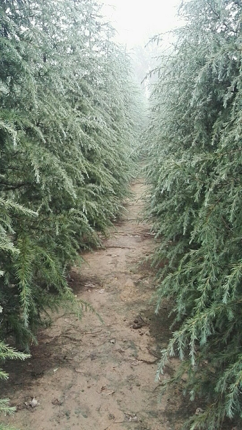 雪松