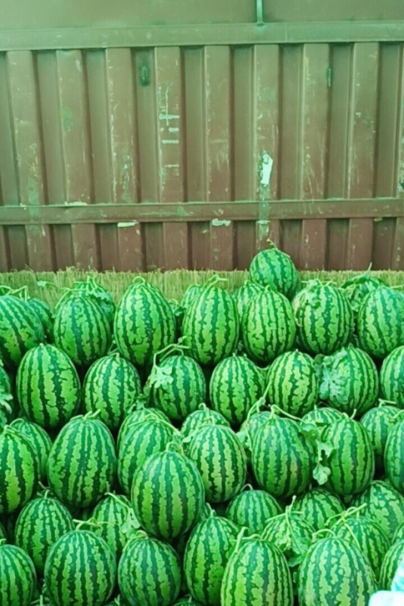 【万亩西瓜】西瓜，万亩大棚甜王西瓜，皮薄爆甜，清凉好吃