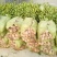 各种规格油茶苗大卖