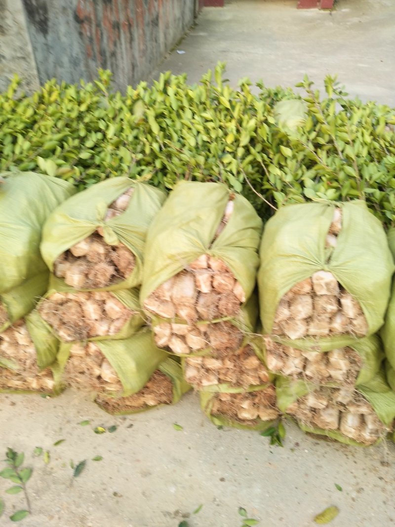 各种规格油茶苗大卖