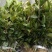 各种规格油茶苗大卖