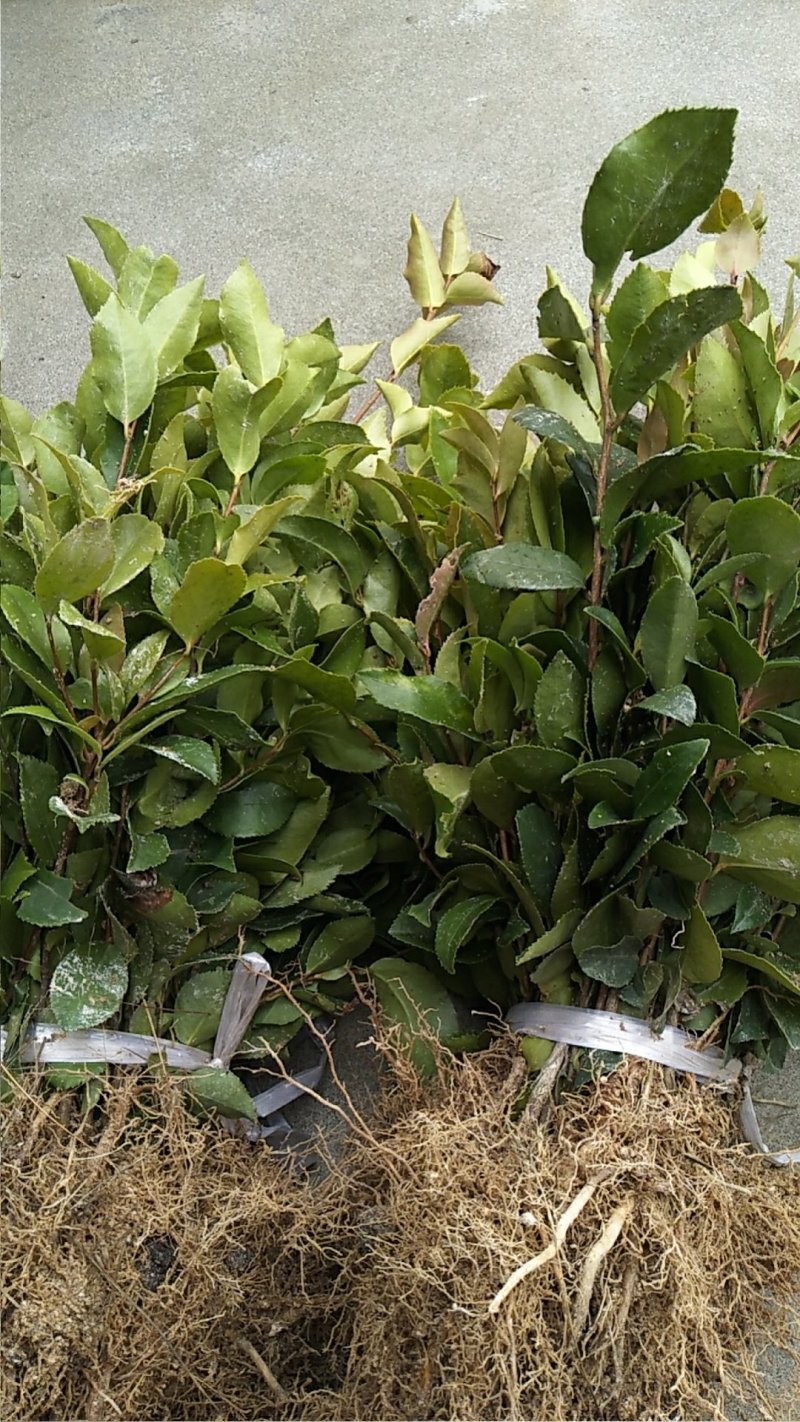 各种规格油茶苗大卖