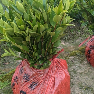 各种规格油茶苗大卖