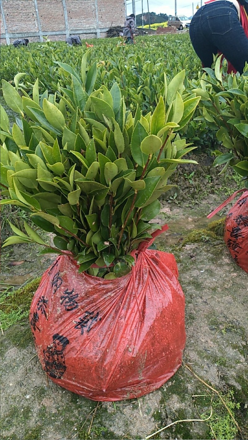 各种规格油茶苗大卖