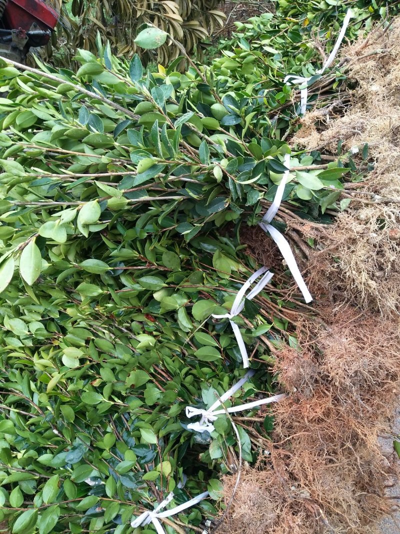 各种规格油茶苗大卖