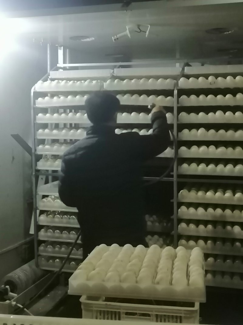 个头大三花鹅种蛋朗德鹅种鹅狮头鹅种蛋