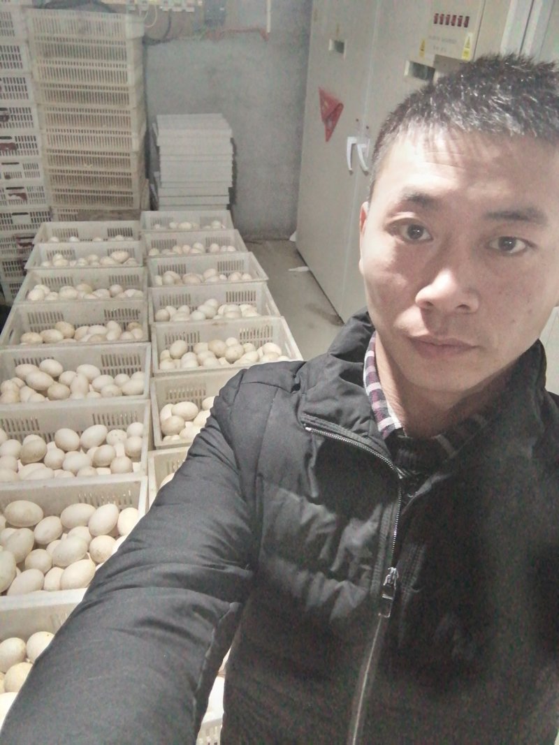 个头大三花鹅种蛋朗德鹅种鹅狮头鹅种蛋