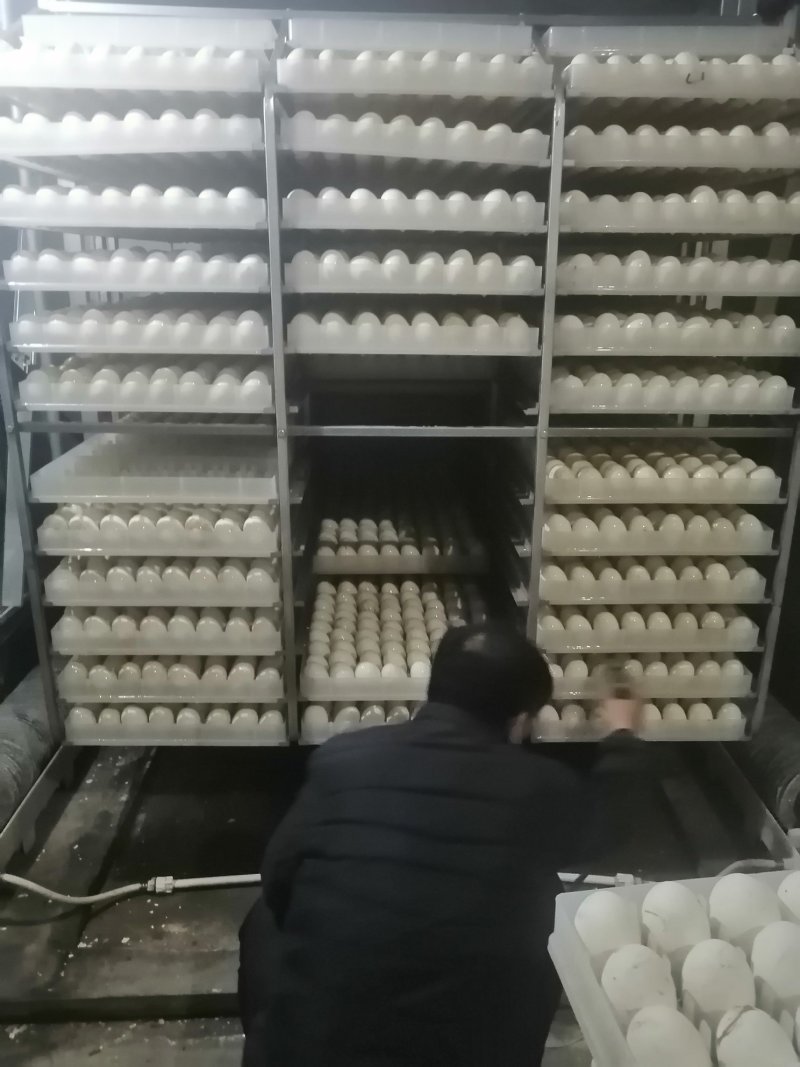 个头大三花鹅种蛋朗德鹅种鹅狮头鹅种蛋