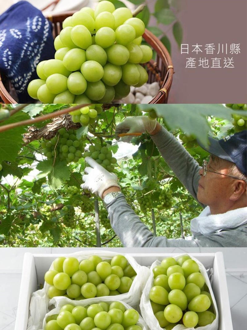 新品种日本香印翠玉无核葡萄苗青提无籽葡萄苗