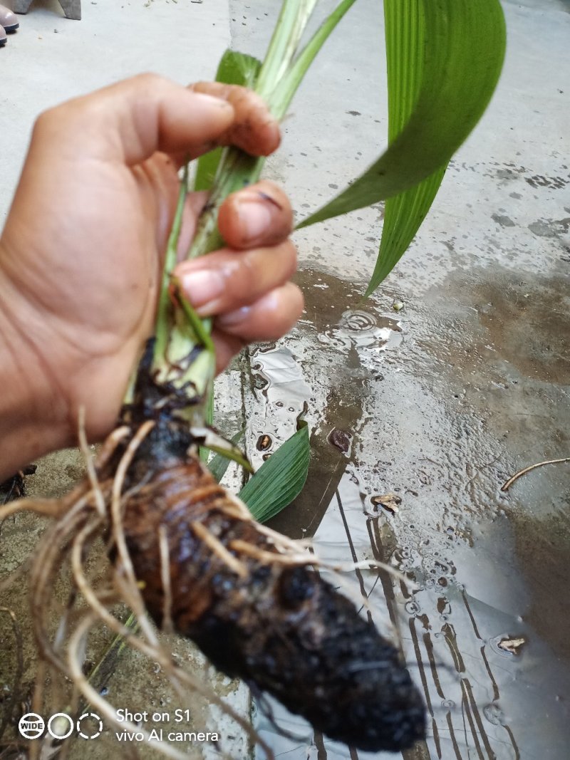 云南野生大叶子仙茅干货以及鲜货分为两种类型