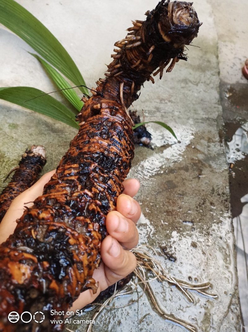 云南野生大叶子仙茅干货以及鲜货分为两种类型