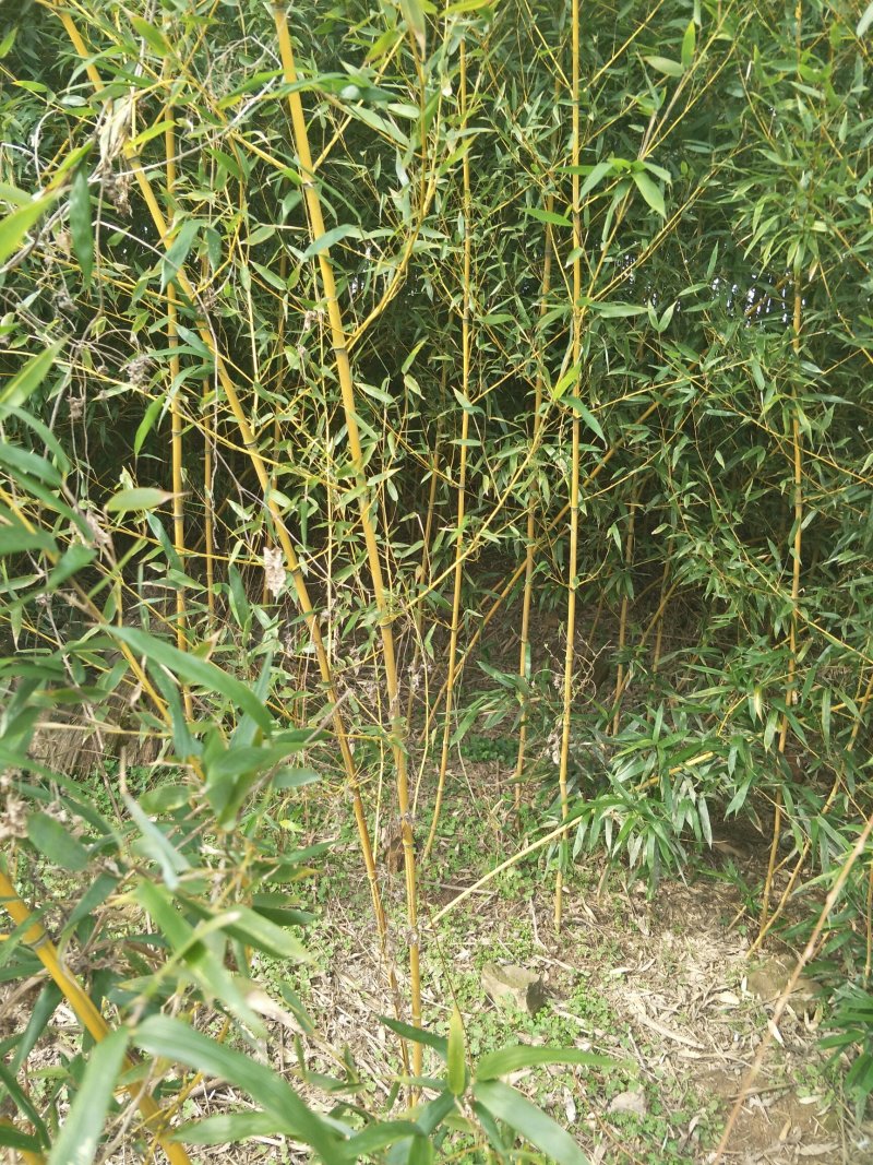 金竹