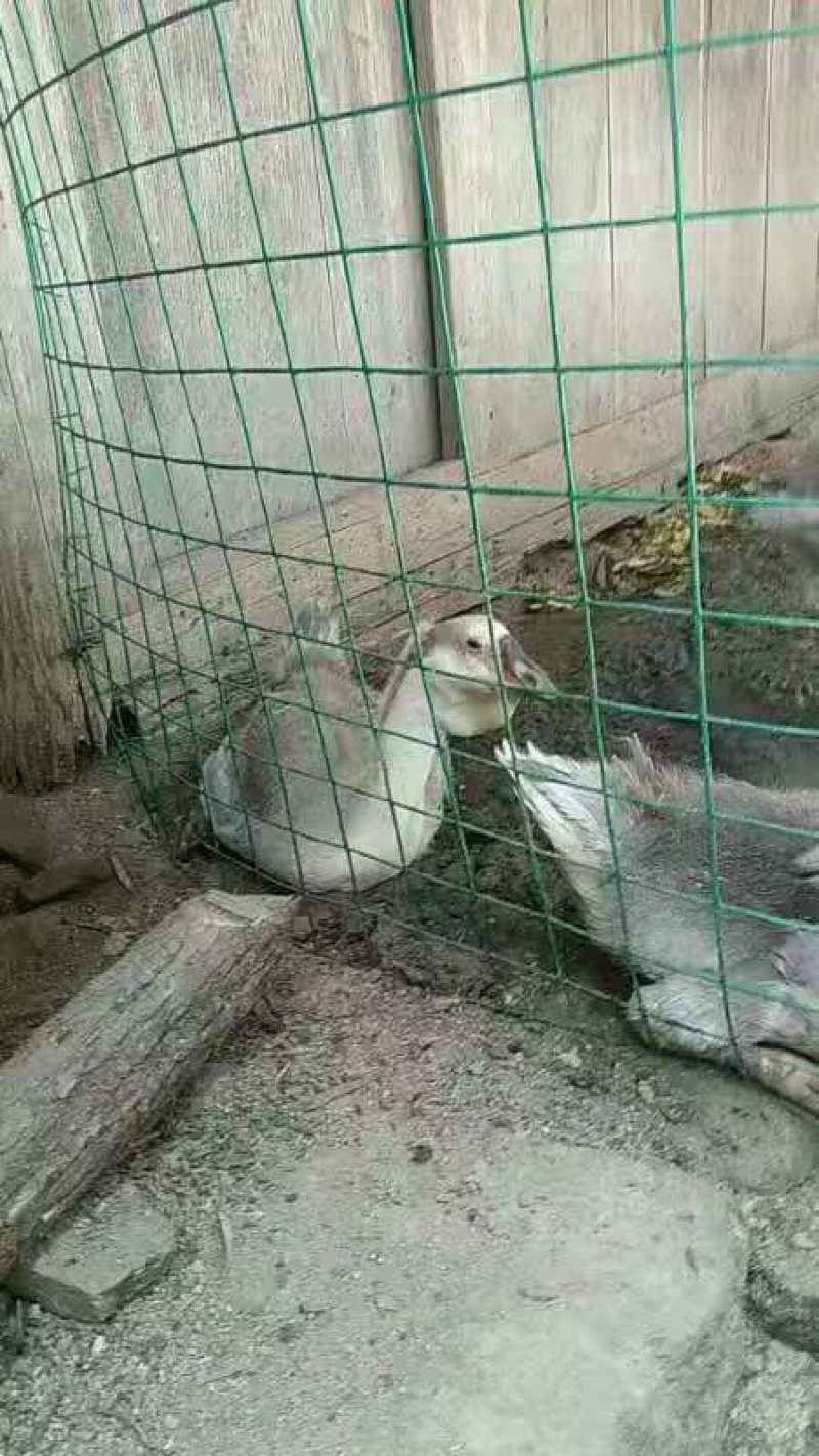 四季鹅苗大白鹅产蛋王孵化场包打疫苗成活率高价优
