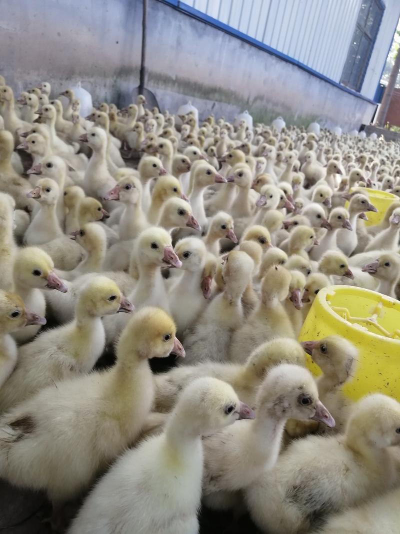 四季鹅苗大白鹅产蛋王孵化场包打疫苗成活率高价优