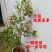 蓝莓苗薄雾兔眼蓝莓，奥尼尔蓝丰，盆栽地栽