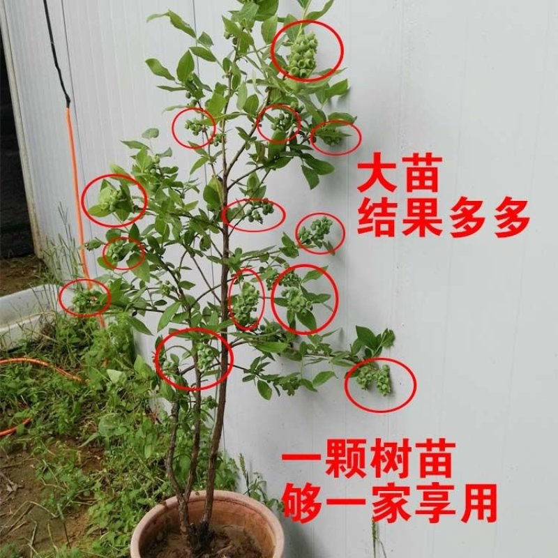 蓝莓苗薄雾兔眼蓝莓，奥尼尔蓝丰，盆栽地栽