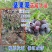 蓝莓苗薄雾兔眼蓝莓，奥尼尔蓝丰，盆栽地栽
